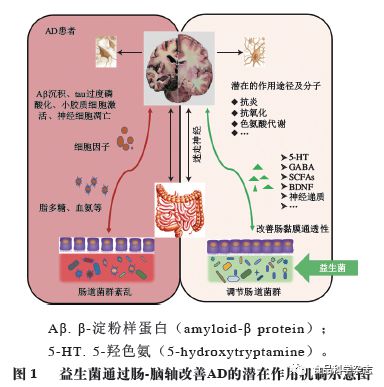 食品科学 天津科技大学王艳萍教授等 益生菌在改善阿尔茨海默病中的研究进展